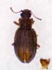 Latridius porcatus